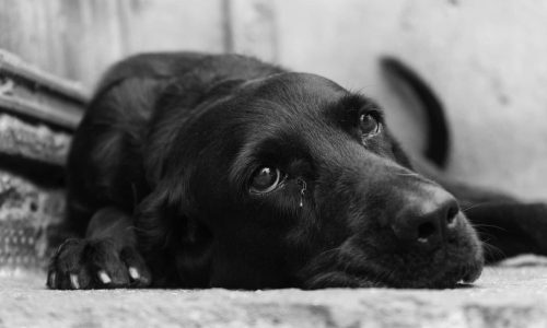 A greyscale closeup shot of a cute black dog lying on the ground